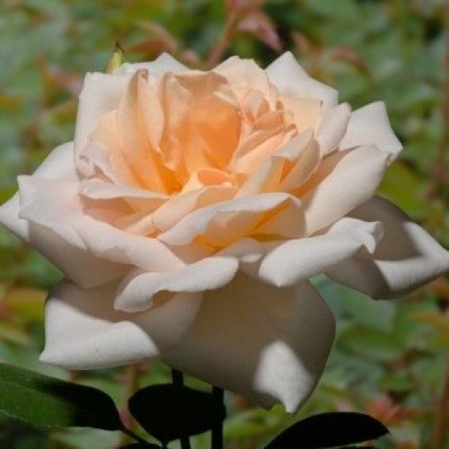 E-commerce, vendita, rose, in, vaso rose ibridi di tea - bianco - Rosa Grand Mogul - rosa dal profumo discreto - Georges Delbard, Andre Chabert - Testa compatta, grandi fiori, buona per aiuola e bordi.